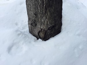 IMG_0258